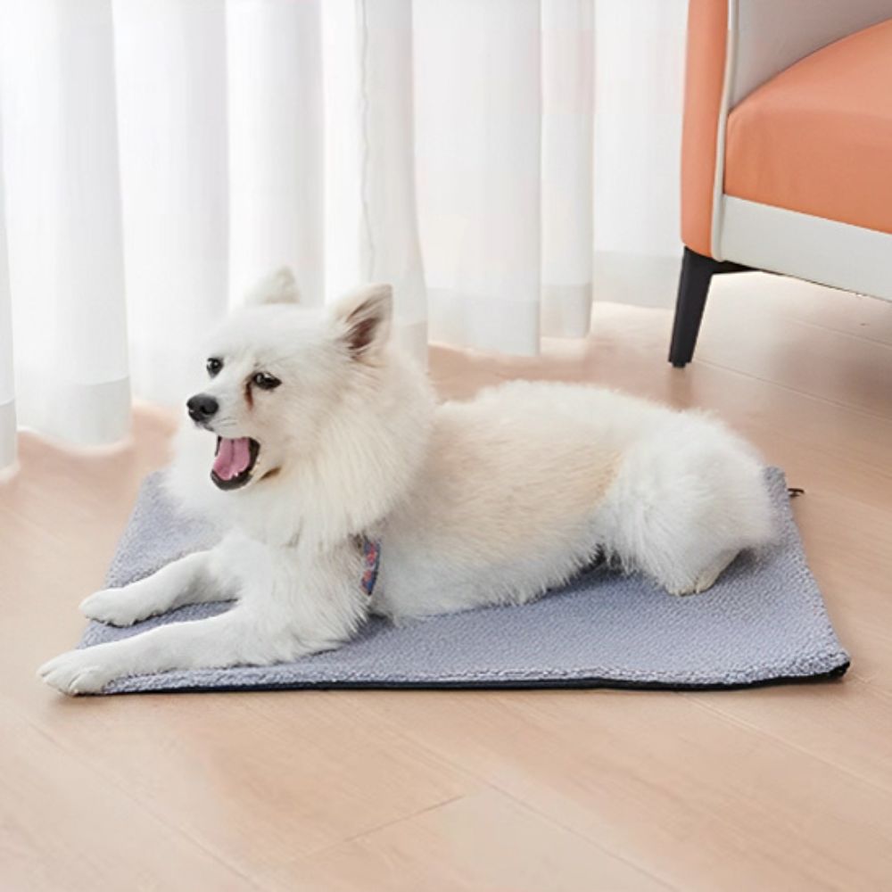 Toutou allongé dans le salon sur un tapis pour chien gris
