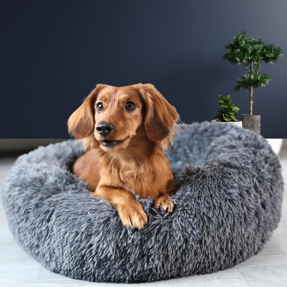 teckel-surveille-de-coussin-pour-chien