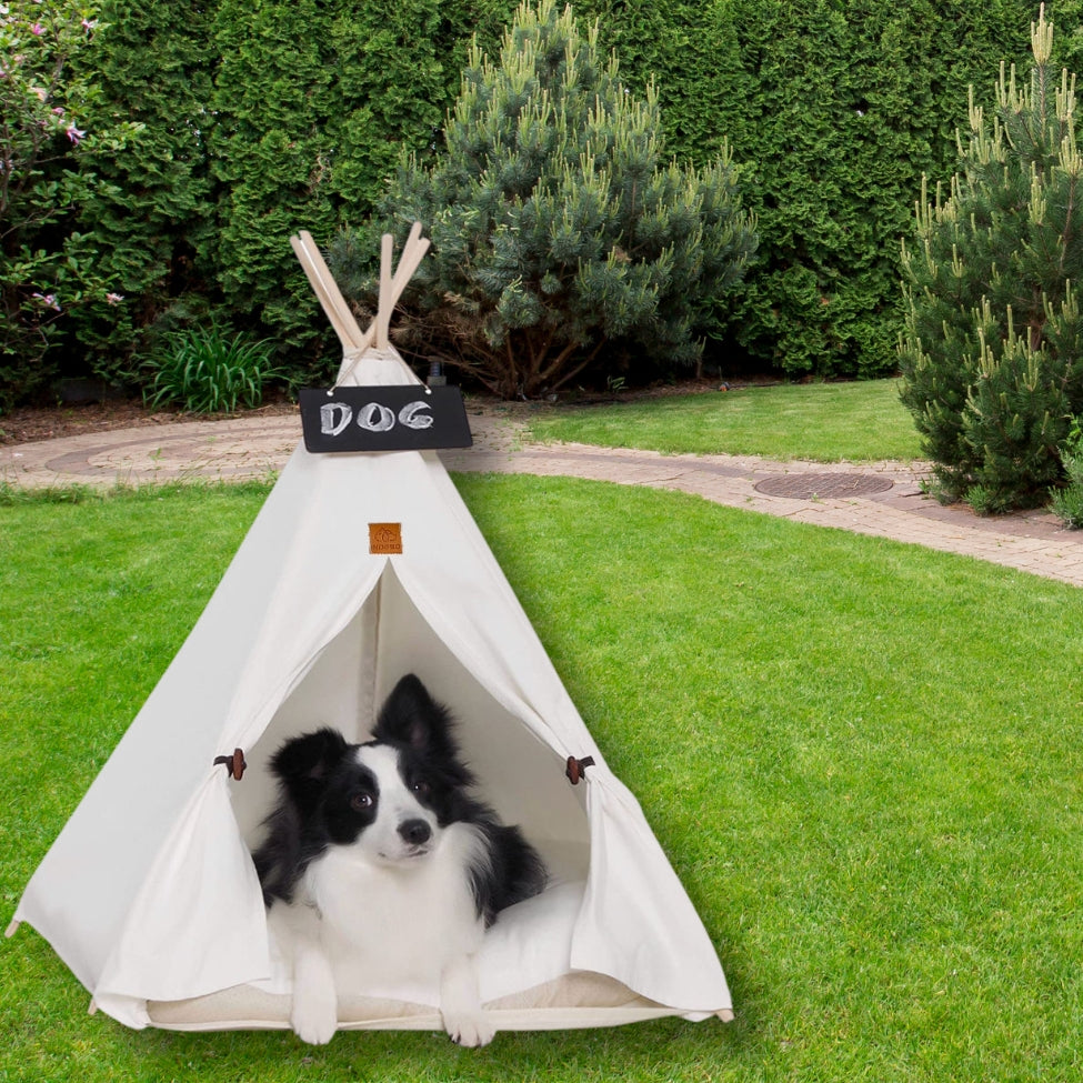 Border collie installé dans sa tente chien au jardin