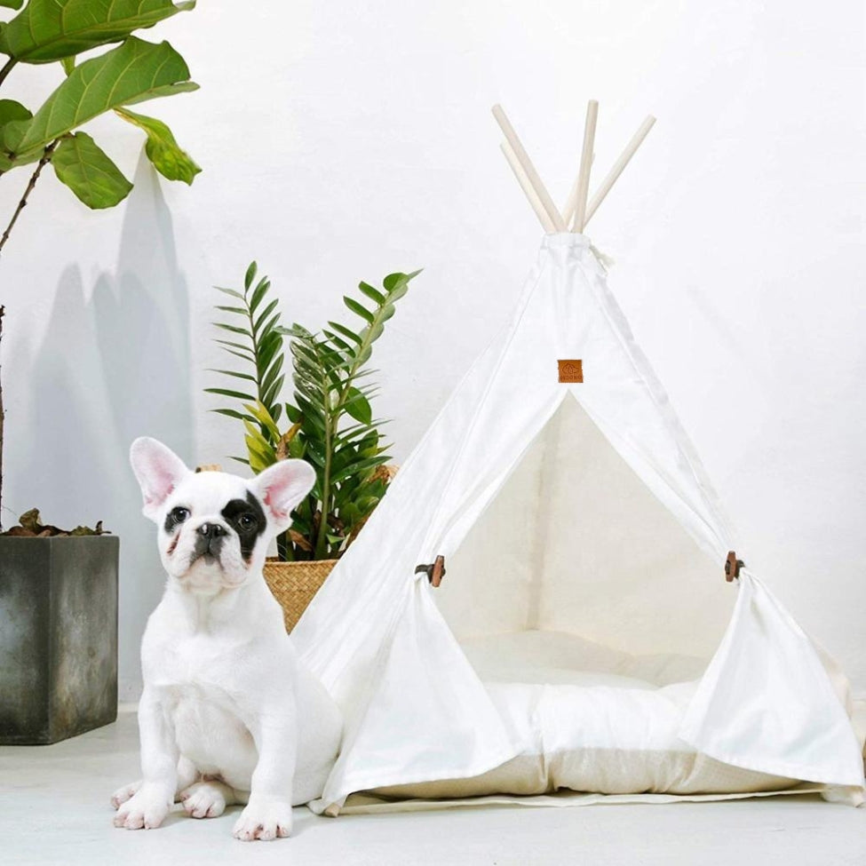 Bouledogue français debout devant sa tente chien
