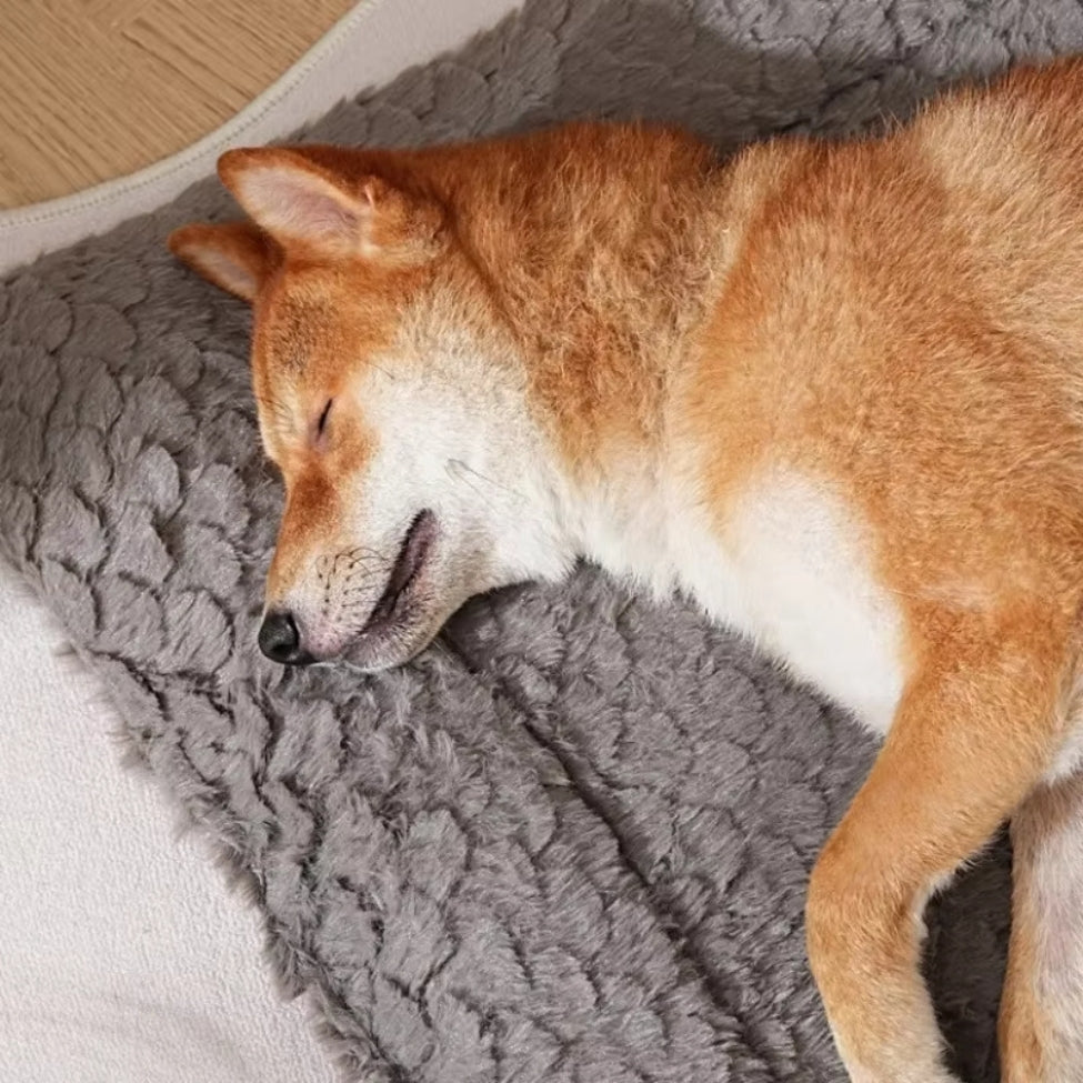 Shiba dormant paisiblement la tĂȘte posĂ©e sur un tapis chien