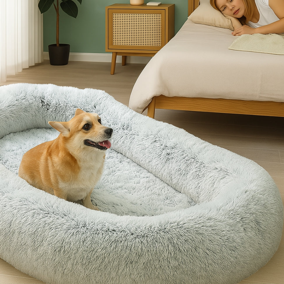 chien assis dans son lit pour chien XXL, à côté de sa maitresse qui dort