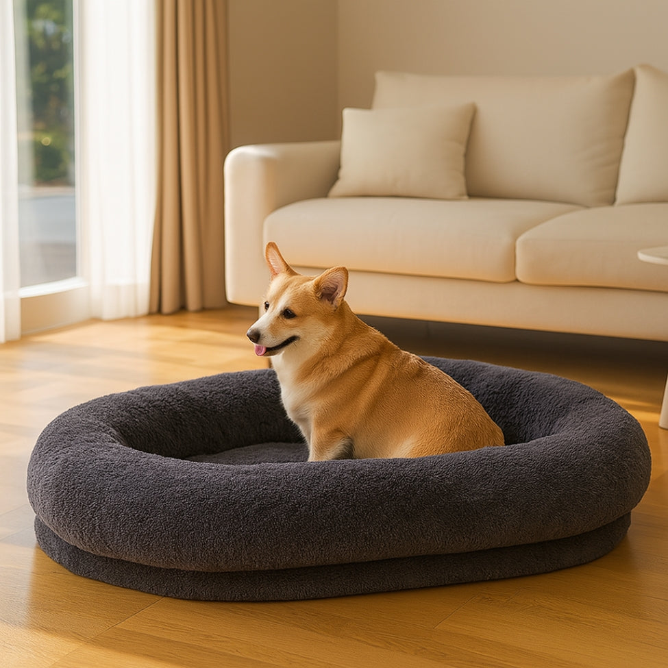 Chien assis dans lit pour chien xxl gris, dans un salon ensoleillé