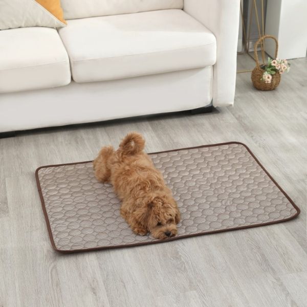 Toutou soulagé de la chaleur grâce au tapis rafraichissant pour chien