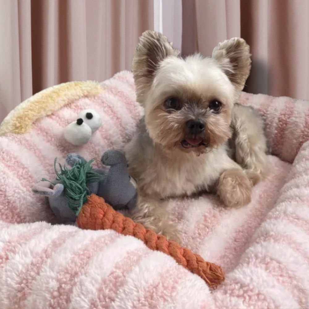 Petit yorkshire reposant sur un canapé chien Bombay douillet et moelleux