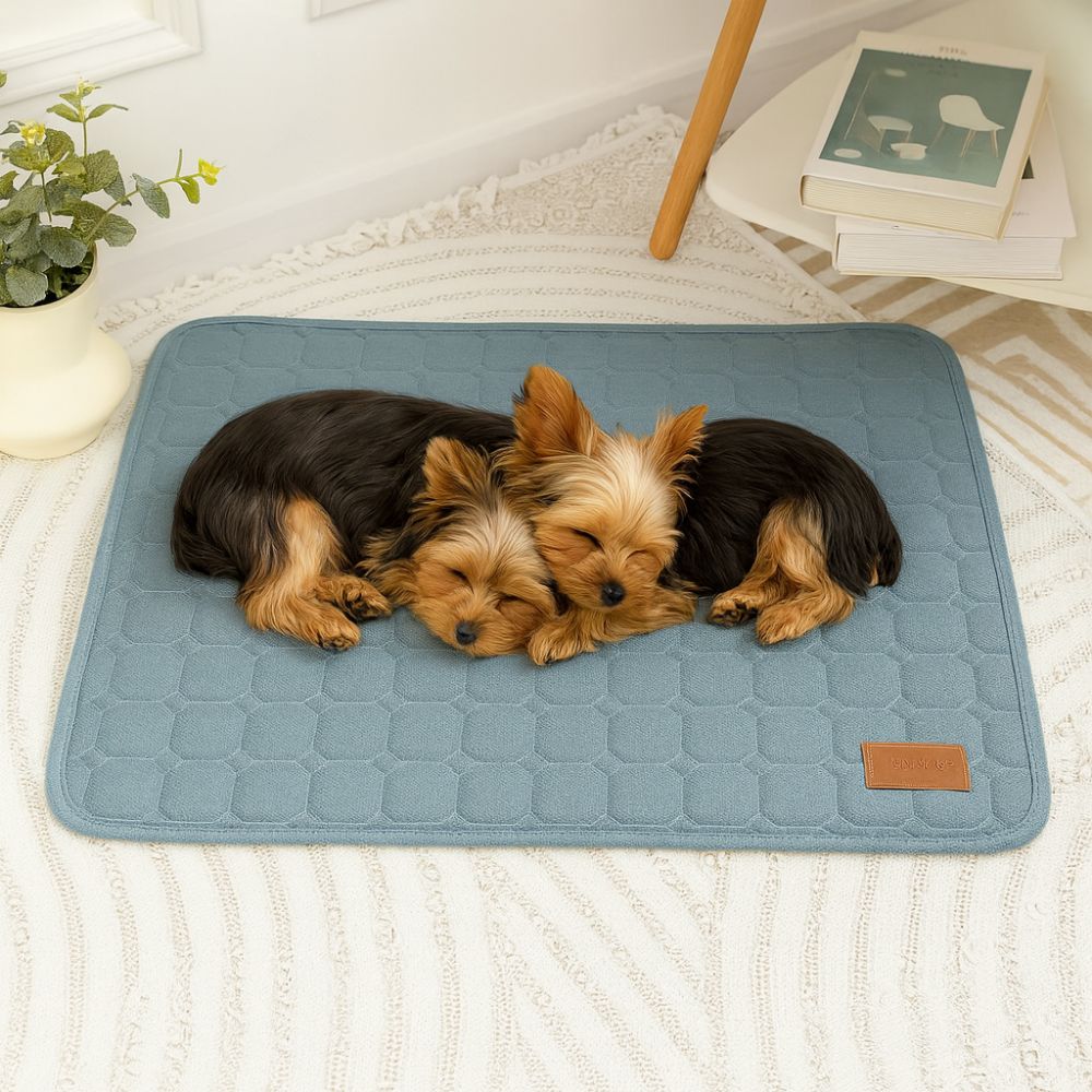 Deux petits yorkshires allongés sur un tapis chien bleu, confortable et doux