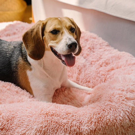 Beagle confortablement installé dans un lit chien rose