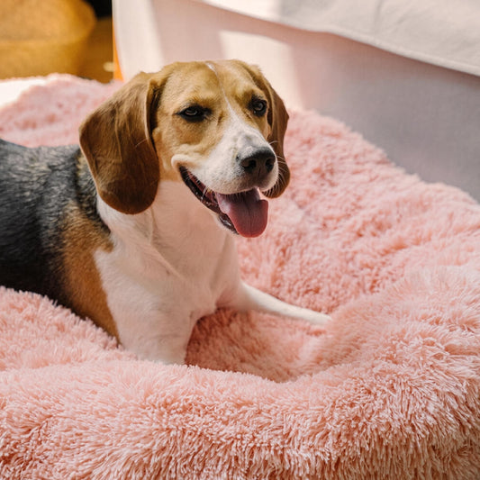 beagle installé dans son confort doux du lit chien rose