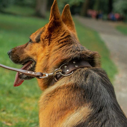 Collier en cuir pour chien porté par un berger allemand en promenade