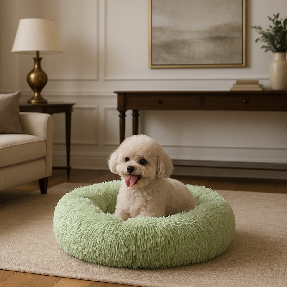bichon-attend-assis-dans-son-coussin-pour-chien