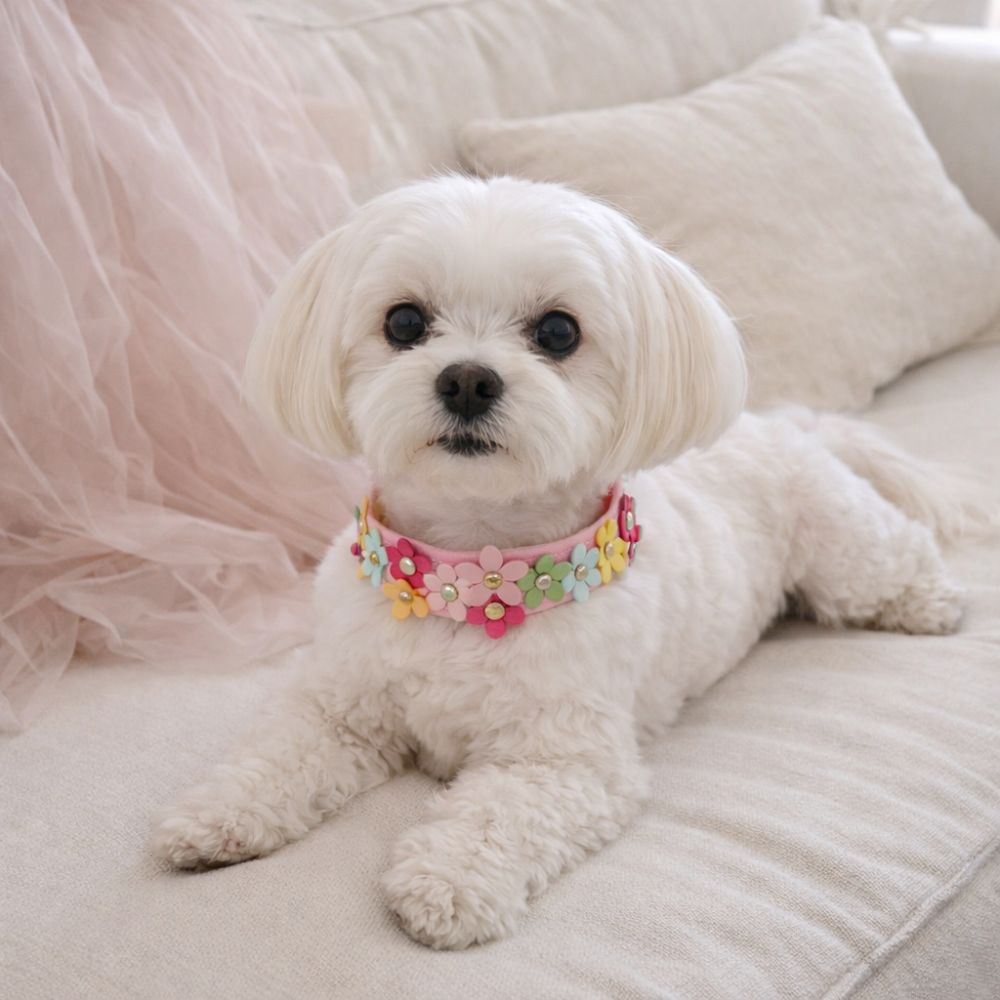 Bichon portant un collier chien original rose allongé sur un canapé à l’intérieur