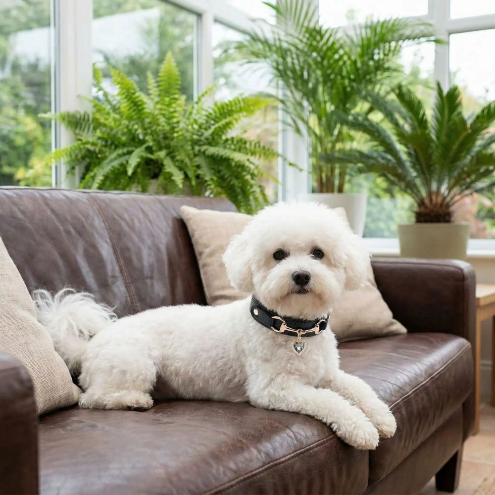 Bichon blanc portant un collier pour chien luxe, reposant sur un canapé dans une véranda lumineuse