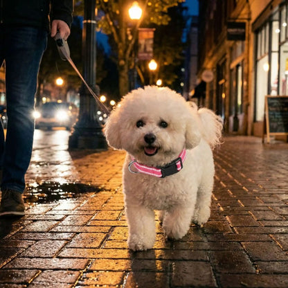 Collier réfléchissant pour chien porté par un bichon frisé en laisse lors d’une promenade nocturne