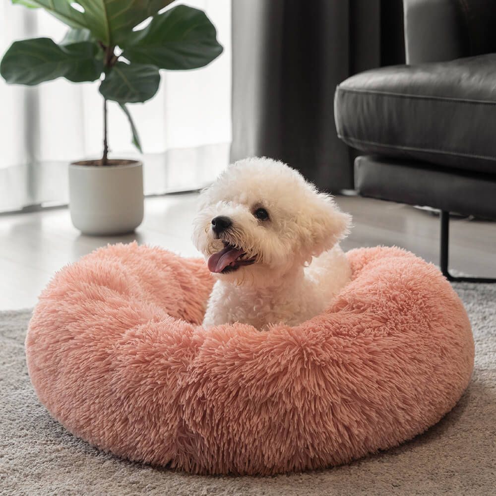 Bichon assis dans le confort d'un coussin chien de couleur rose 