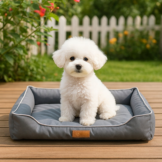 Bichon assis dans son lit pour chien, regarde droit devant