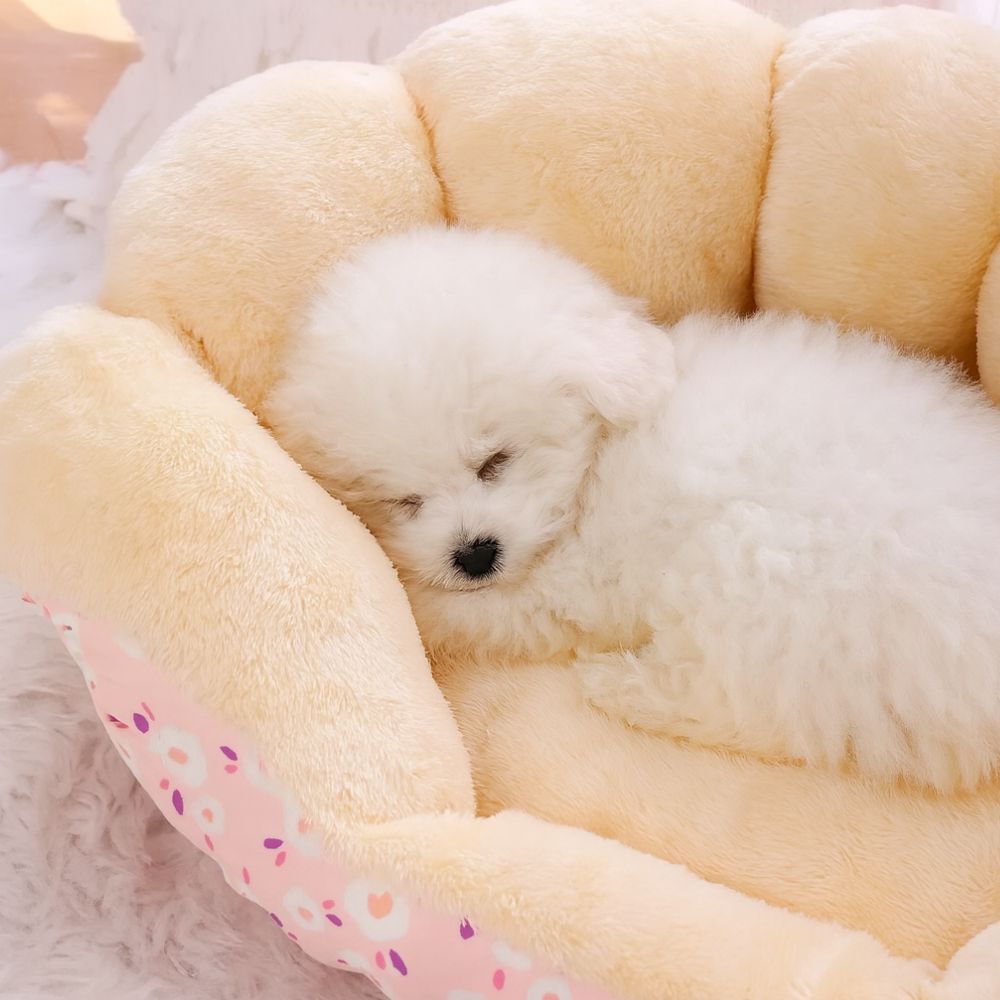 Bichon endormi dans un canapé petit chien rassurant