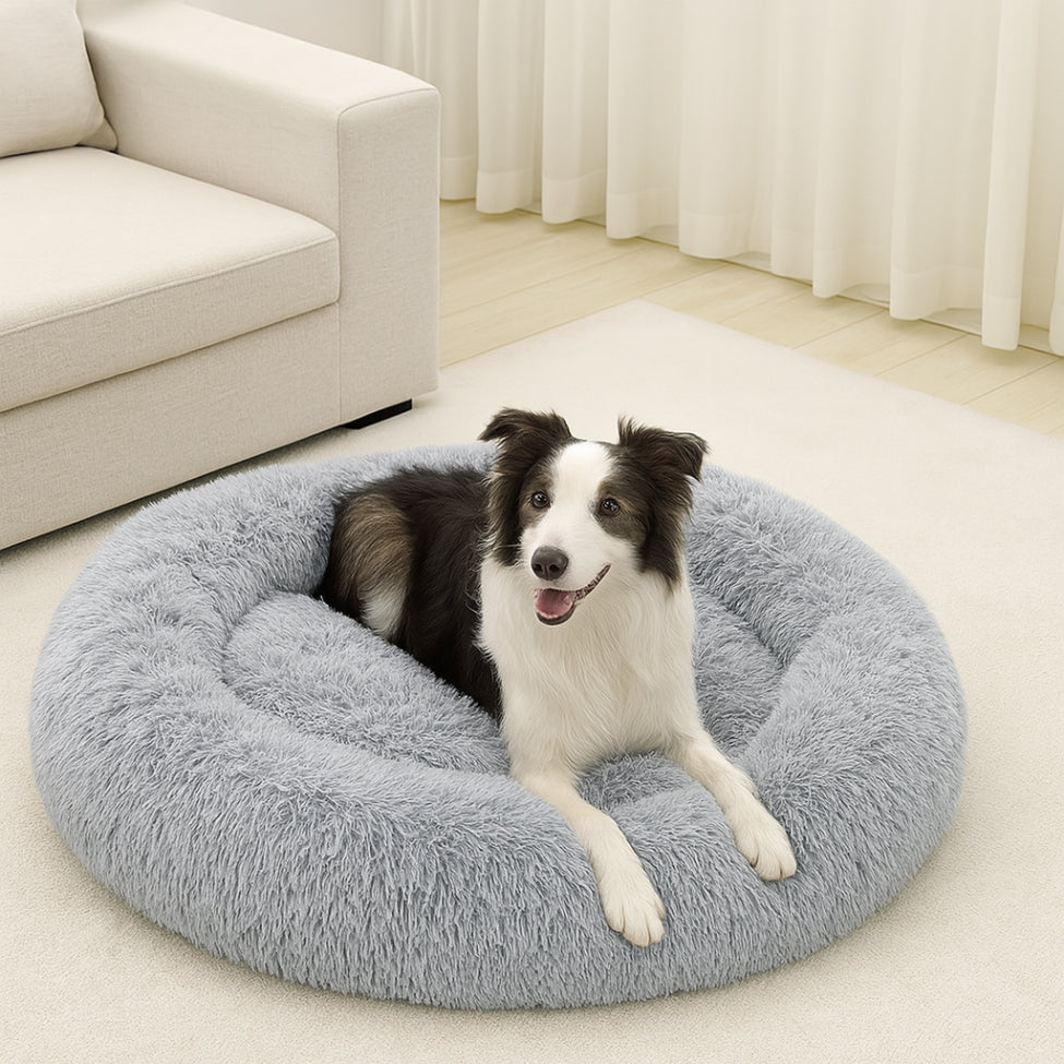 border-collie-allonge-sur-coussin-pour-chien