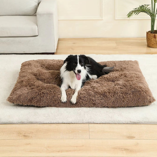 Border Collie détendu allongé sur un coussin pour chien marron confortable et moelleux
