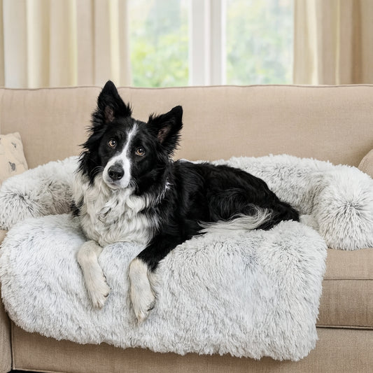 border collie se repose sur lit canape pour chien