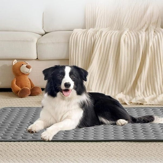 Border collie allongé dans le salon sur un tapis rafraichissant pour chien