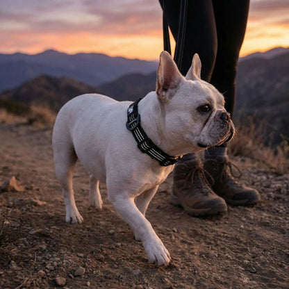 Bouledogue portant un collier pour chien noir réfléchissant en randonnée