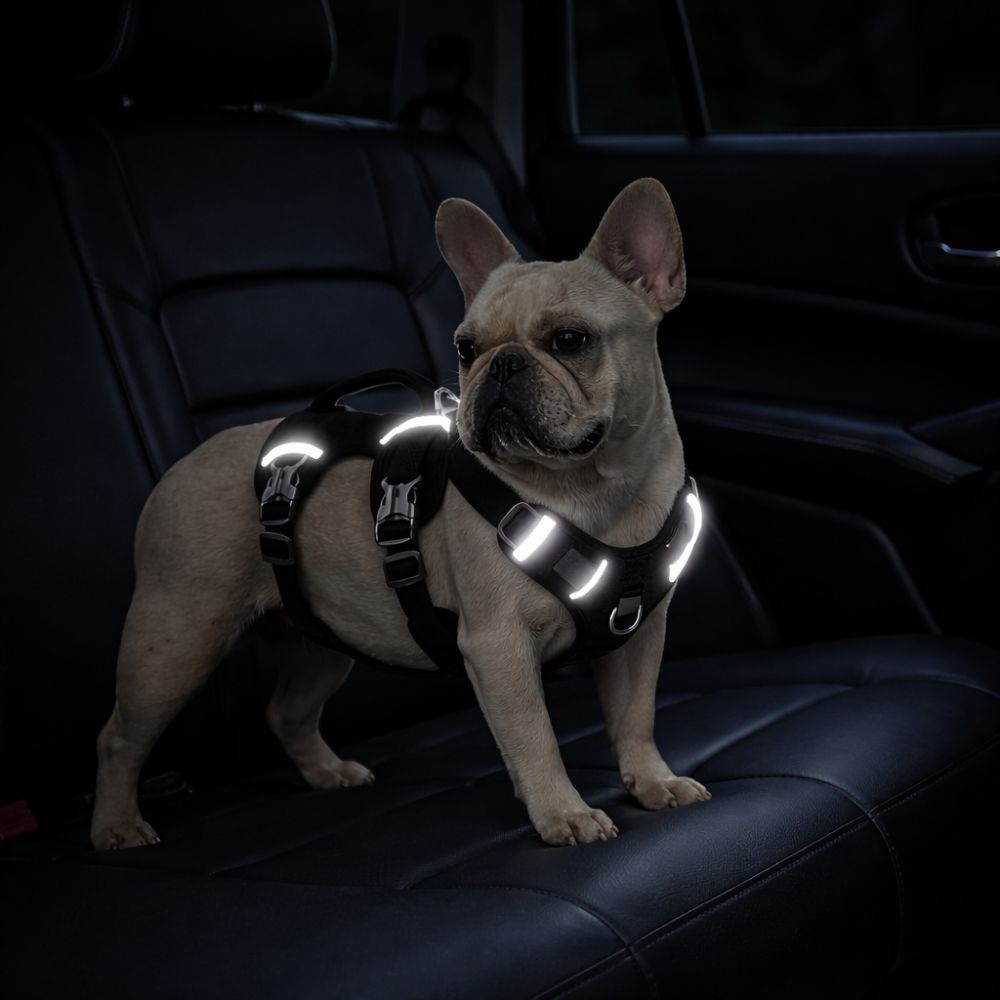bouledogue équipé d’un harnais voiture chien avec bandes réfléchissantes visibles dans une voiture la nuit