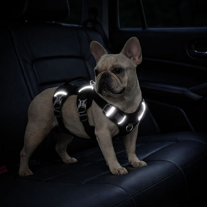 bouledogue équipé d’un harnais voiture chien avec bandes réfléchissantes visibles dans une voiture la nuit