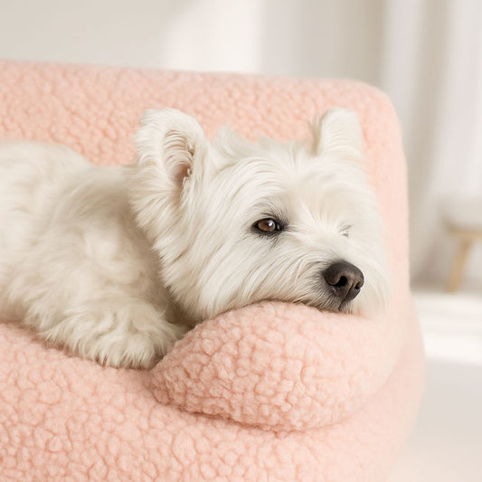 Westie détendu, tête posée sur le bord doux du canapé chien, soutien naturel pour la tête et le cou