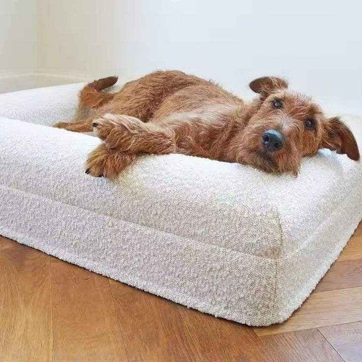 canape-pour-chien-qualite