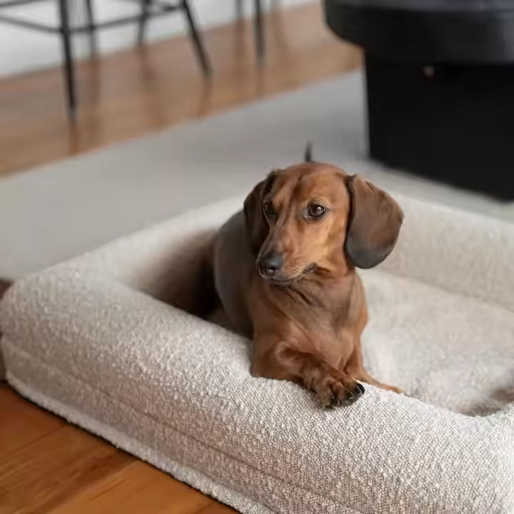 Teckel reposé, patte posée sur l’accoudoir d’un canapé pour chien bien-être et soutien