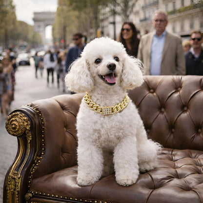 Caniche portant un collier chien orné de cristaux sur un canapé chic aux Champs-Élysées