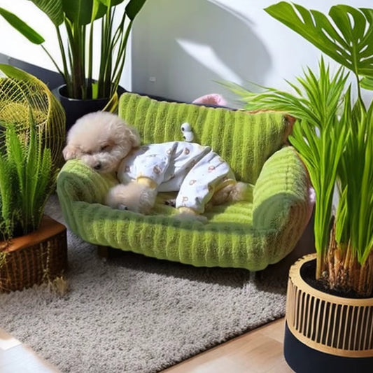 Caniche endormi sur un canapé chien, entouré d’un décor naturel avec plantes vertes