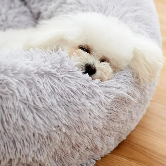 caniche-endormie-bord-sureleve-coussin-pour-chien