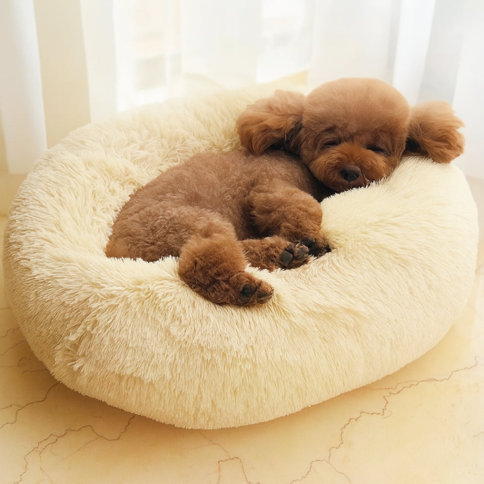 caniche-enlasse-son-coussin-chien