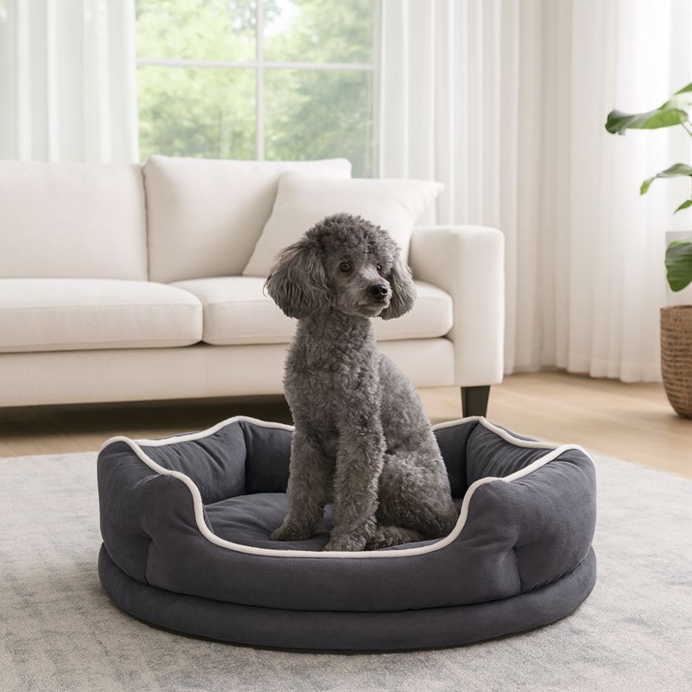 Caniche observe, assis dans un panier chien chic qui sublime le salon ensoleillé