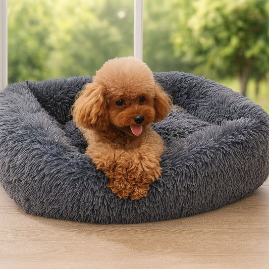 Caniche au regard apaisé installé dans un coussin chien confortable et rassurant