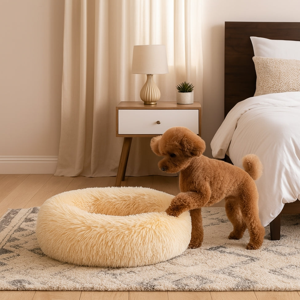 caniche-rentre-dans-son-coussin-chien