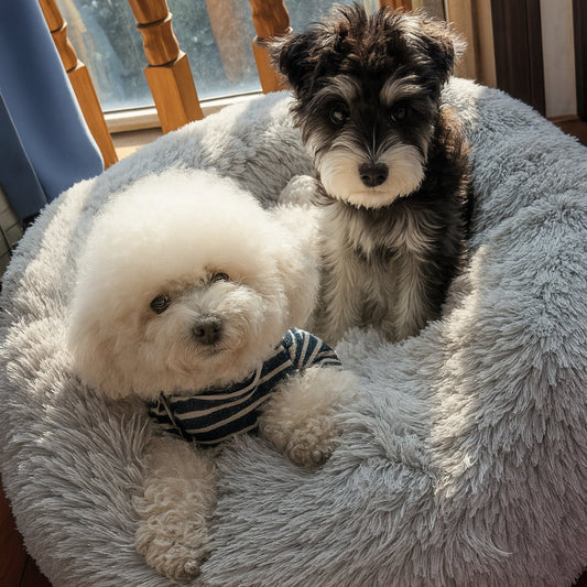 Caniche et schnauzer blottis ensemble sur un coussin pour chien confortable