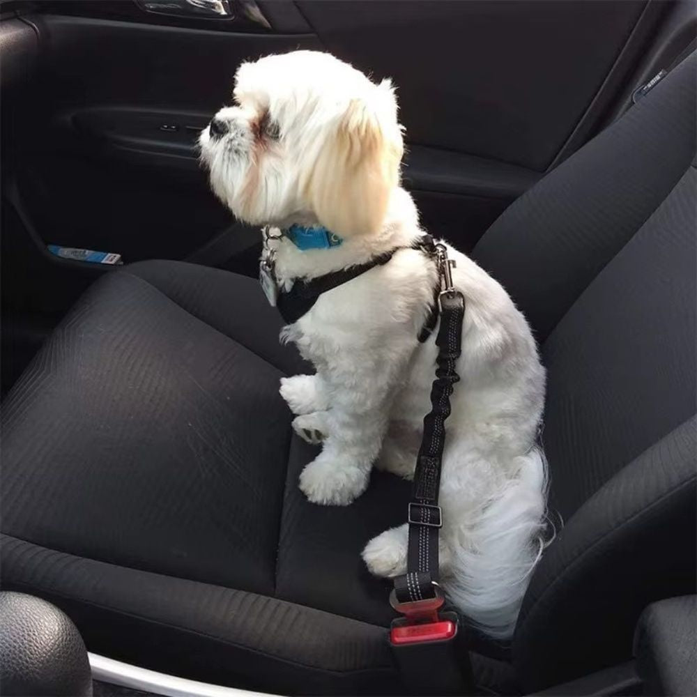 shih tzu attaché avec ceinture de sécurité pour chien noire sur siège voiture intérieur sombre