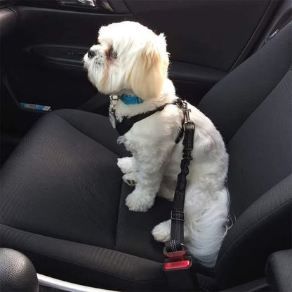 shih tzu attaché avec ceinture de sécurité pour chien noire sur siège voiture intérieur sombre