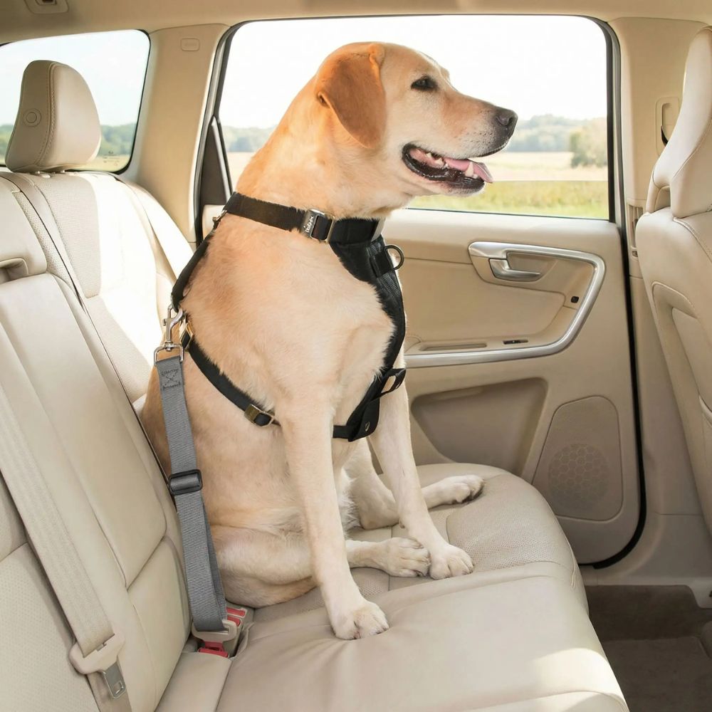chien attaché avec ceinture de sécurité pour chien grise reliée à un harnais sur siège voiture