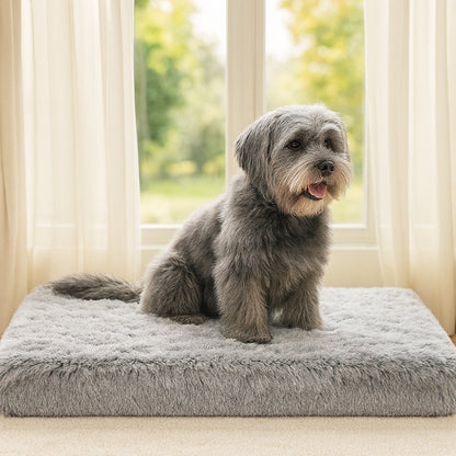 Chien assis sur un matelas pour chien à mémoire de forme, qualité supérieure