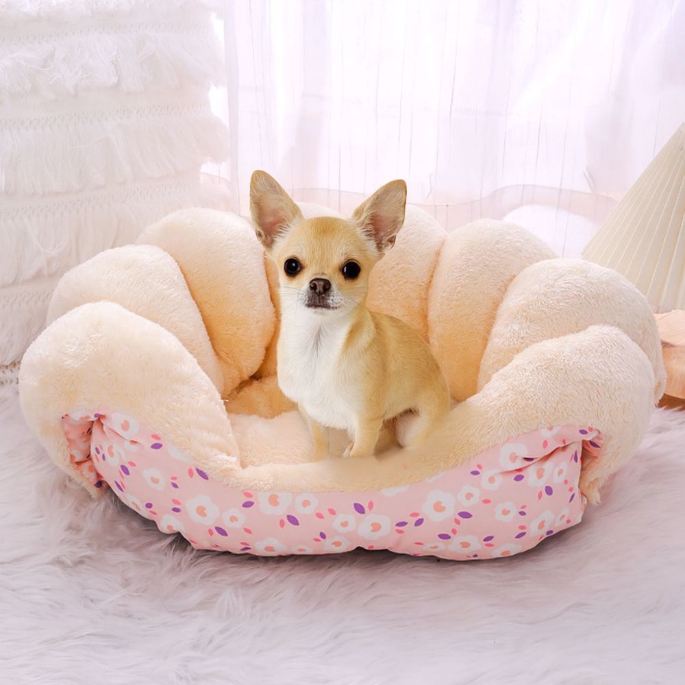 Chihuahua dans un canapé petit chien confortable