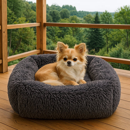 Chihuahua installé dans son coussin chien moelleux sur une véranda 