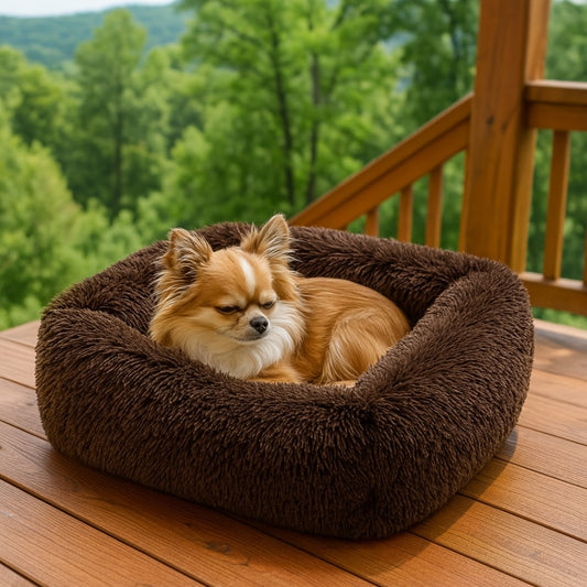 chihuahua-somnole-dans-son-coussin-chien-marron
