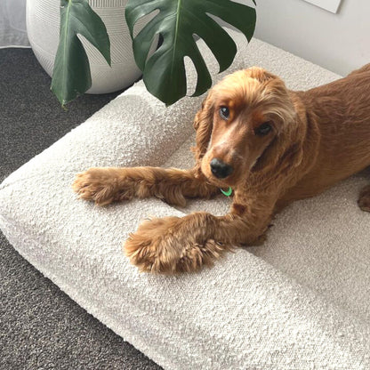 Cocker regardant vers le haut, confortablement installé sur un canapé pour chien à mémoire de forme