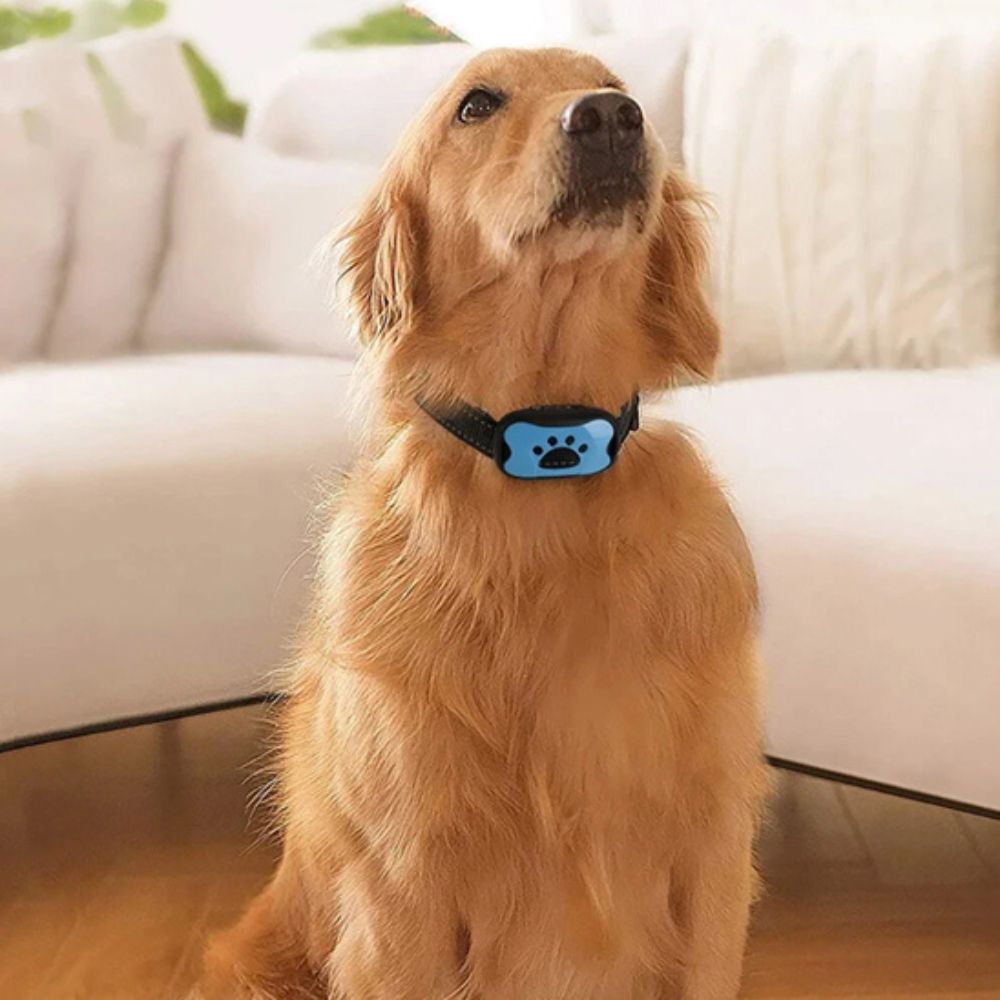 Golden retriever portant un collier anti aboiement chien bleu avec motif de patte