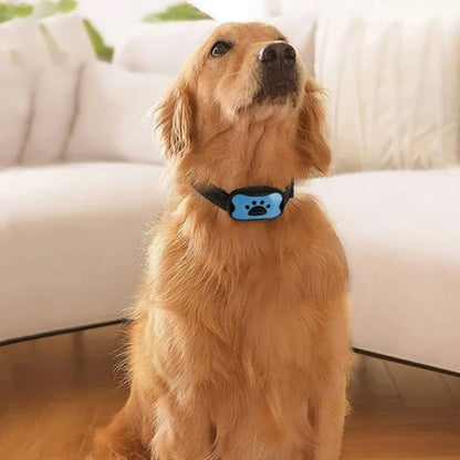 Golden retriever portant un collier anti aboiement chien bleu avec motif de patte