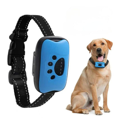 Zoom sur un collier anti aboiement chien bleu porté par un grand chien en situation réelle