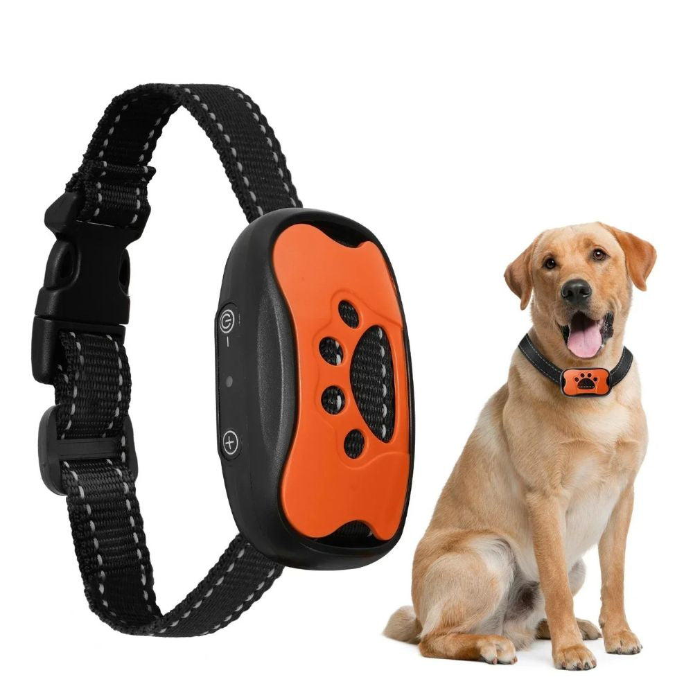 Golden retriever portant un collier anti aboiement chien orange avec produit en gros plan